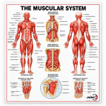 Human Muscles